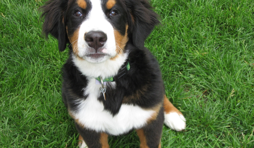 Beautiful puppy Bernese Mountain dog on the grass