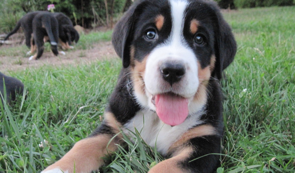 Красивый щенок большого швейцарского зенненхунда