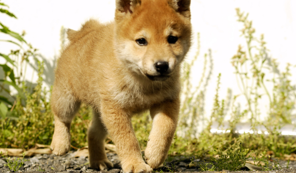 Красивый щенок акита-ину