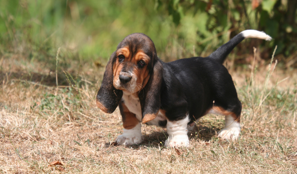 Красивый щенок бассет-хаунда на природе