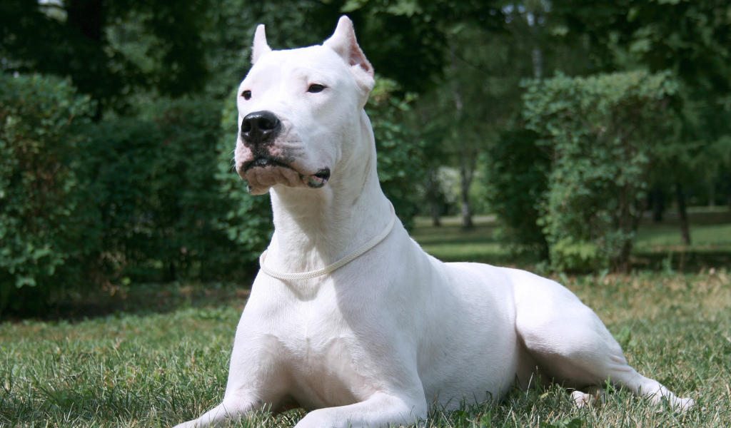 Красивый серьёзный аргентинский дог