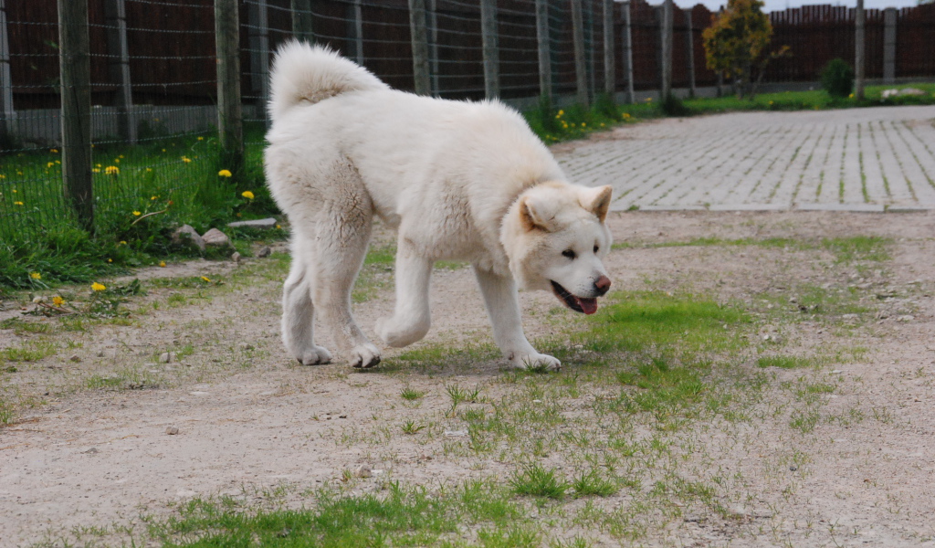 Белая красивая акита-ину