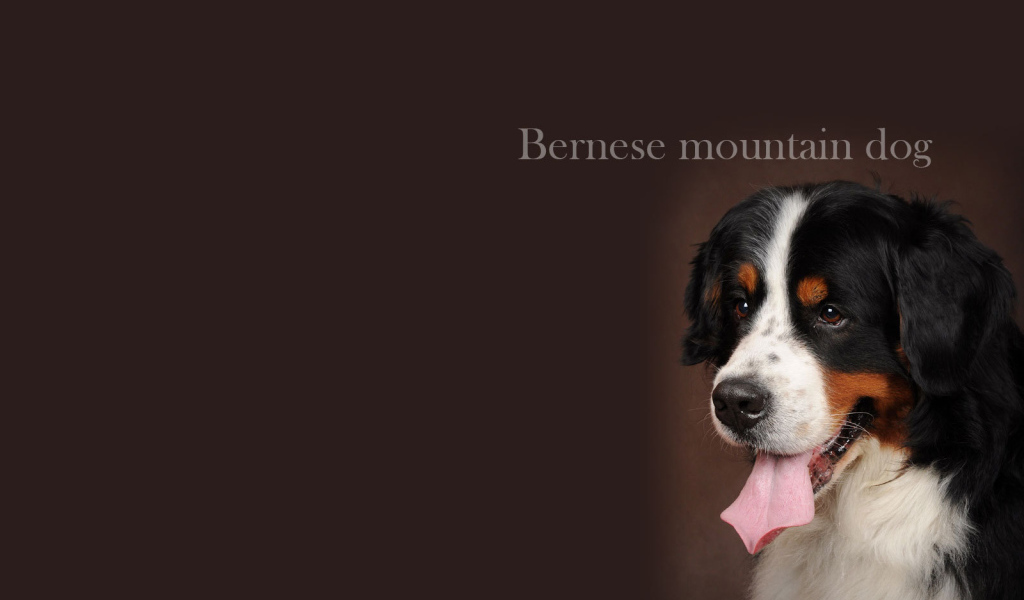 Бернская пастушья собака, красивая картинка