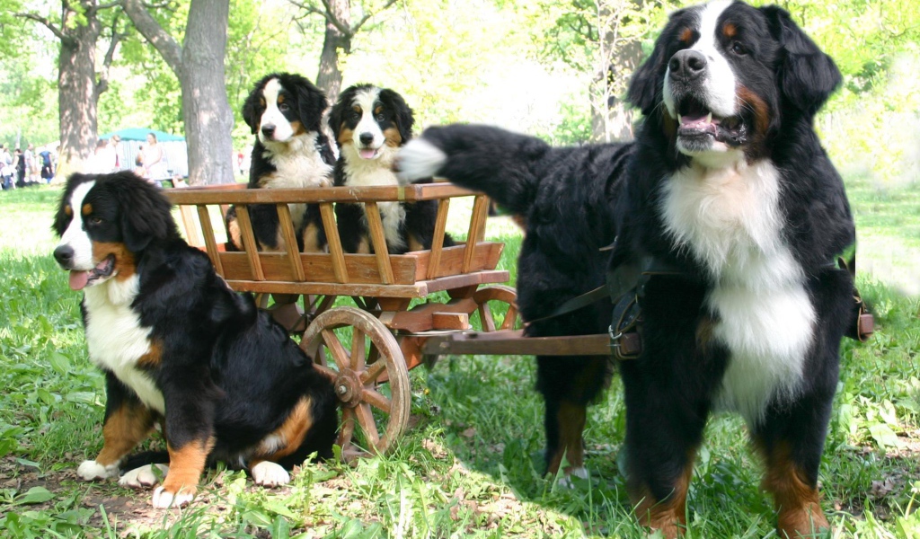 Бернская пастушья собака и её потомство
