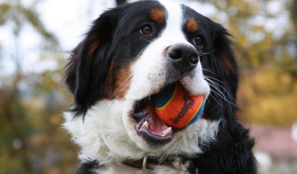 Бернская пастушья собака грызёт мяч