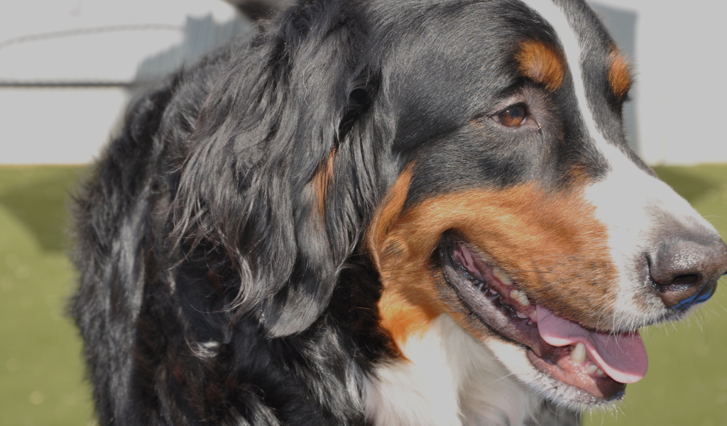 Бернская пастушья собака крупным планом