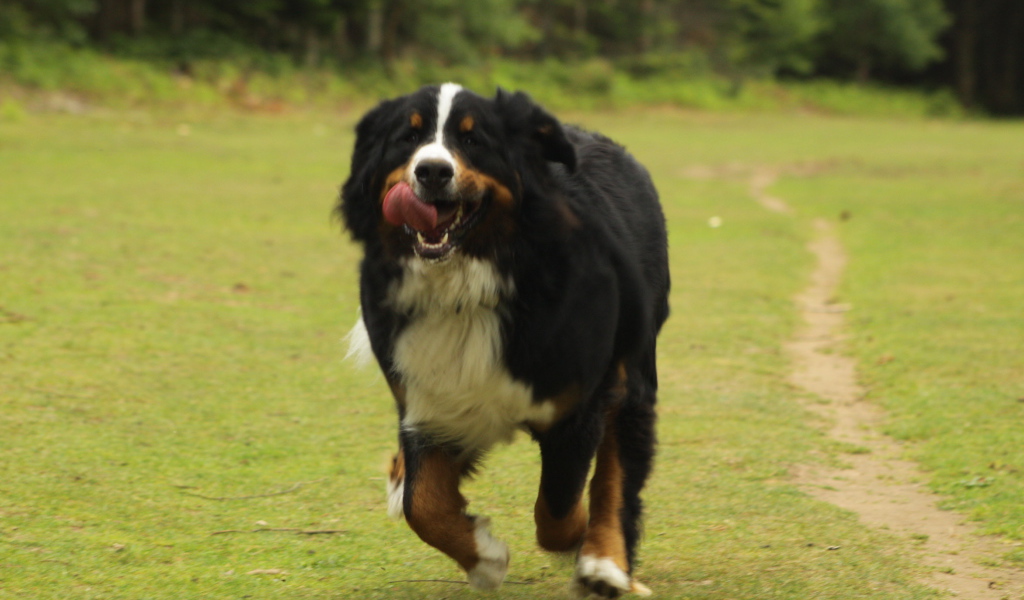 Бернская пастушья собака спешит к хозяину