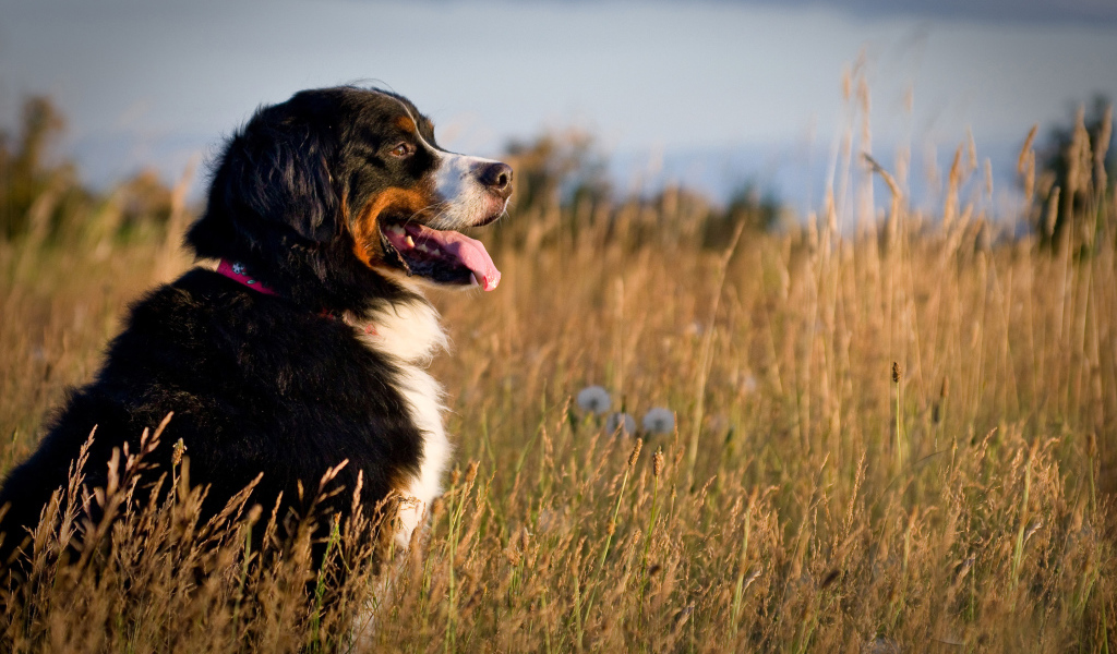 Бернская пастушья собака в поле