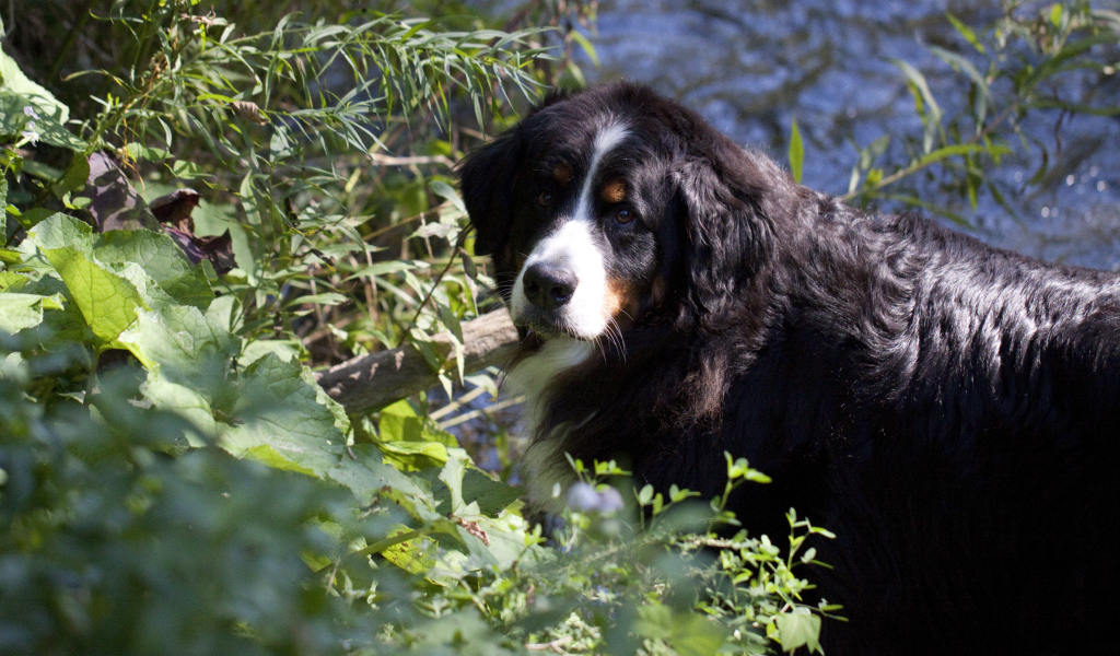 Bernese Mountain Dog in the bushes