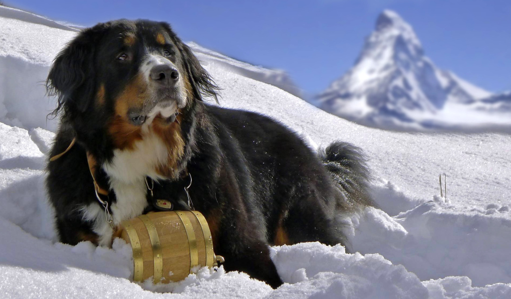 Бернская пастушья собака в снегу на фоне горы