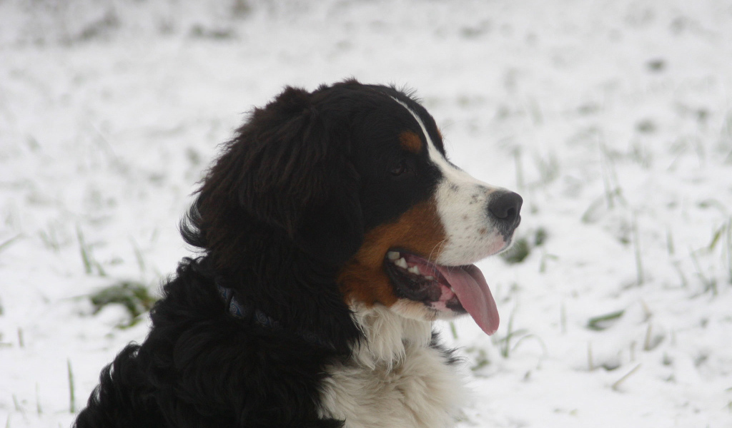 Бернская пастушья собака в снегу на фоне снегу