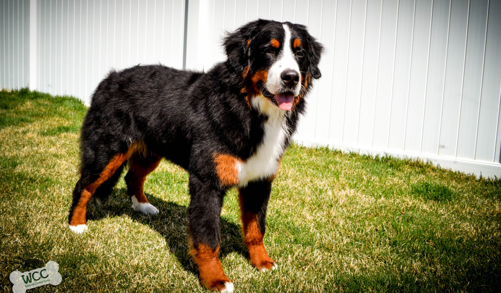 Бернская пастушья собака на фоне белого забора