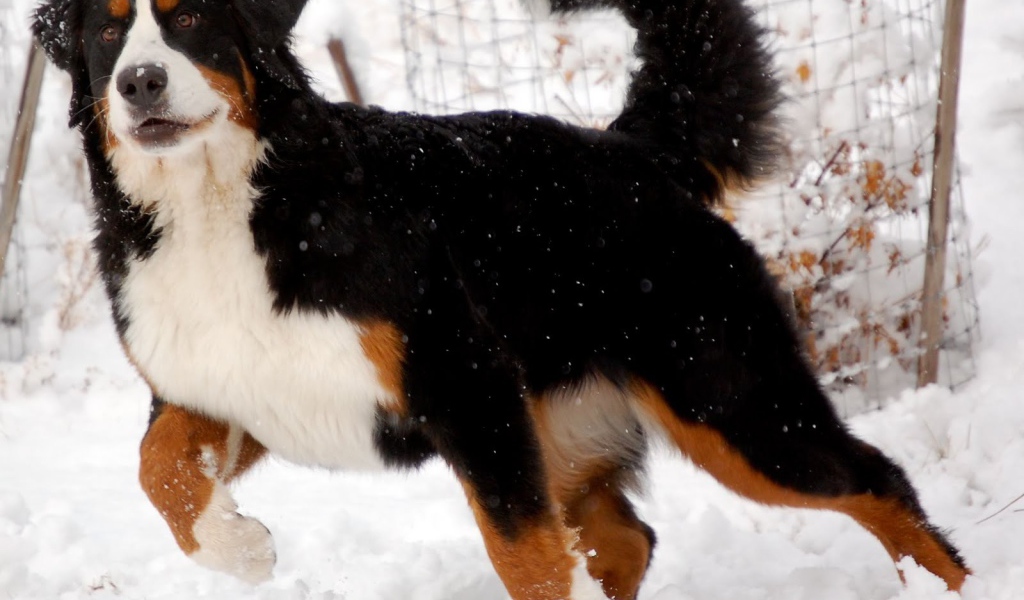 Бернская пастушья собака готовится бежать