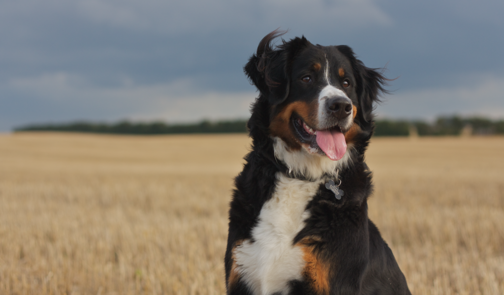 Бернская пастушья собака смотрит вдаль