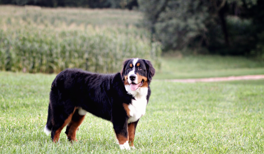 Бернская пастушья собака позирует в поле