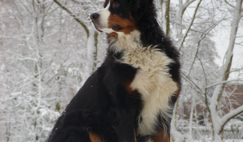 Bernese Mountain Dog sitting in a snowdrift