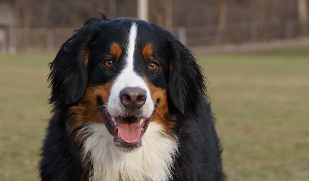 Бернская пастушья собака улыбается