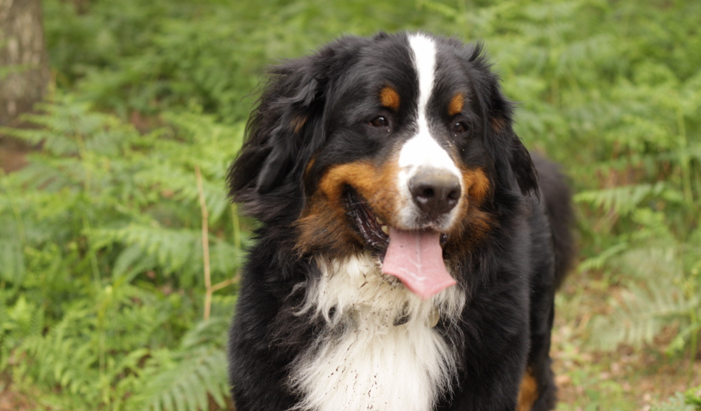 Bernese Mountain Dog soiled in the forest