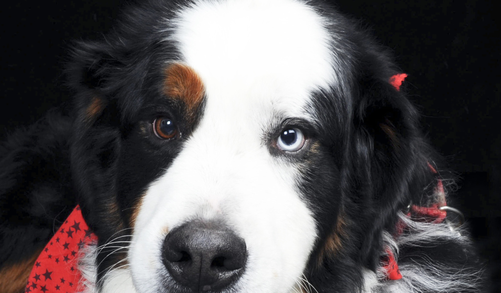 Бернская пастушья собака с разными глазами