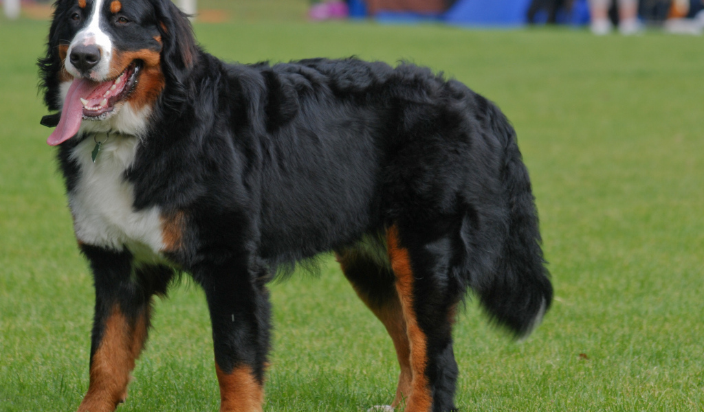 Бернская пастушья собака с длинным языком