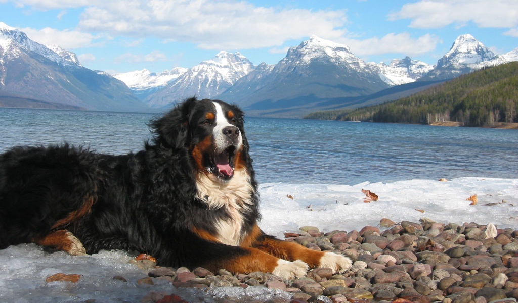 Бернская пастушья собака зевает на фоне гор