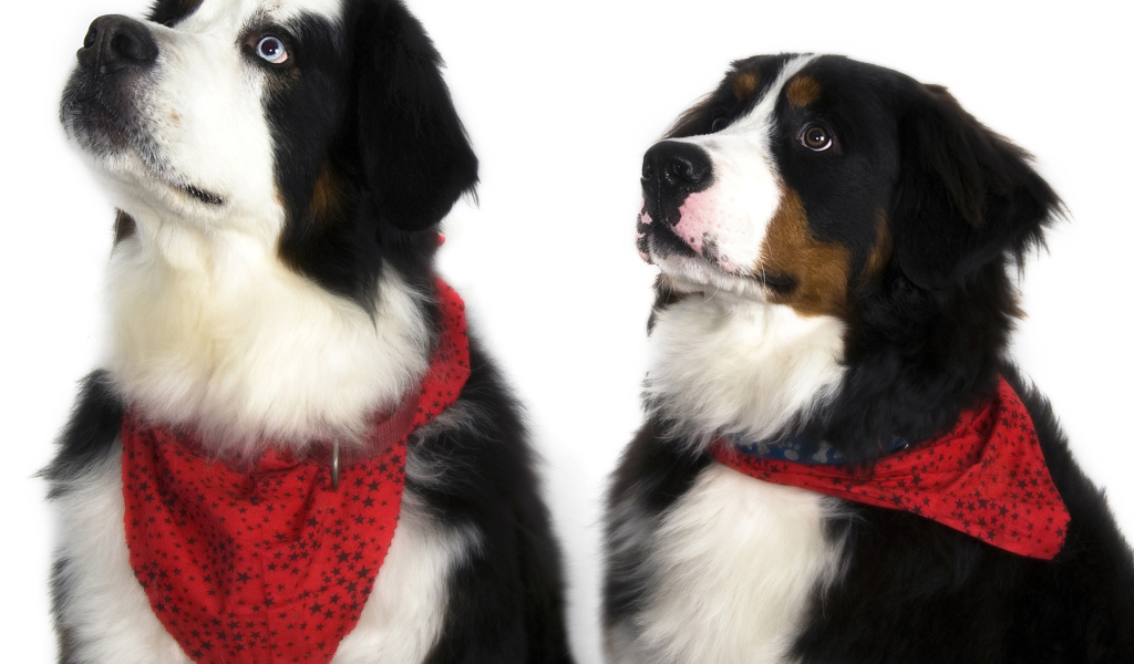 Бернские пастушьи собаки на белом фоне