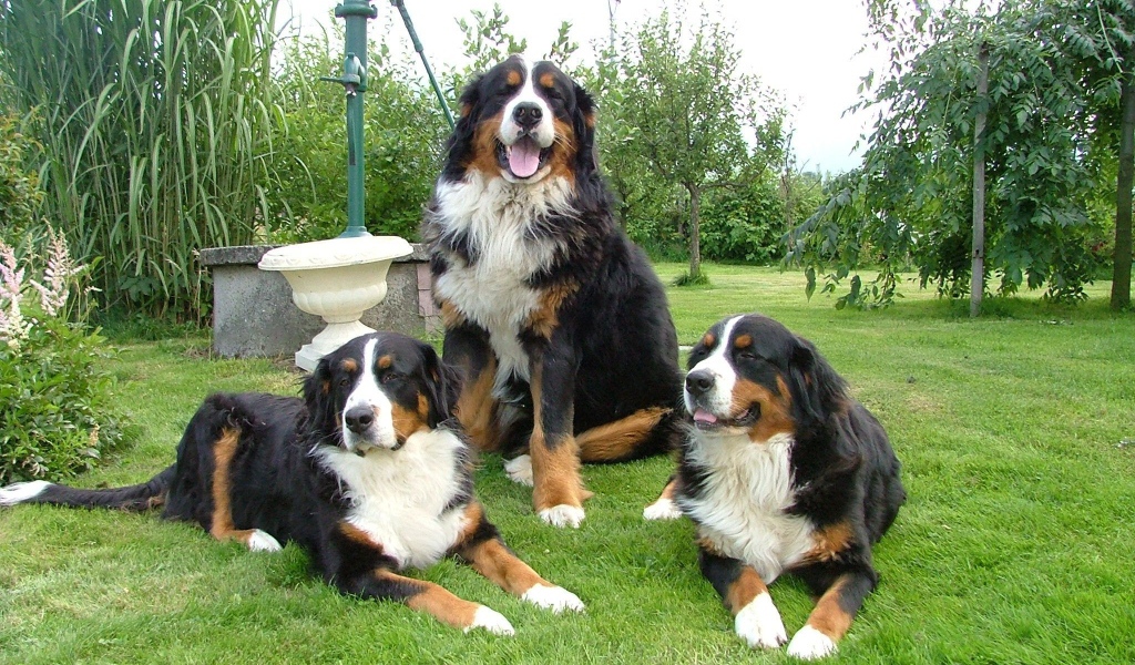 Бернские пастушьи собаки на лужайке