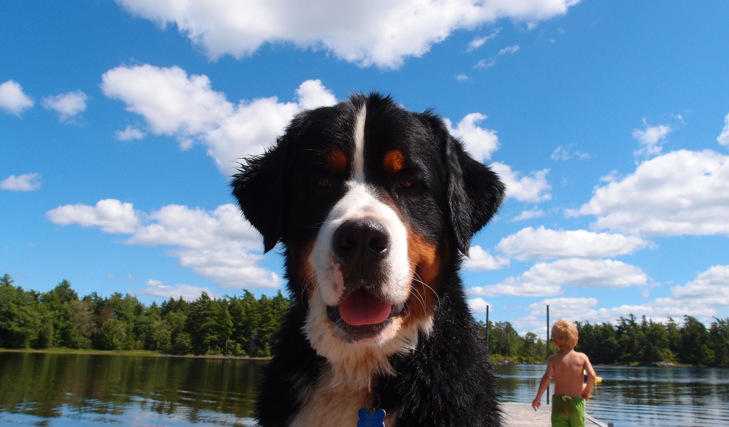 Портрет бернской пастушьей собаки на фоне неба