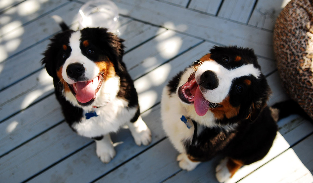 Щенки бернской пастушьей собаки улыбаются
