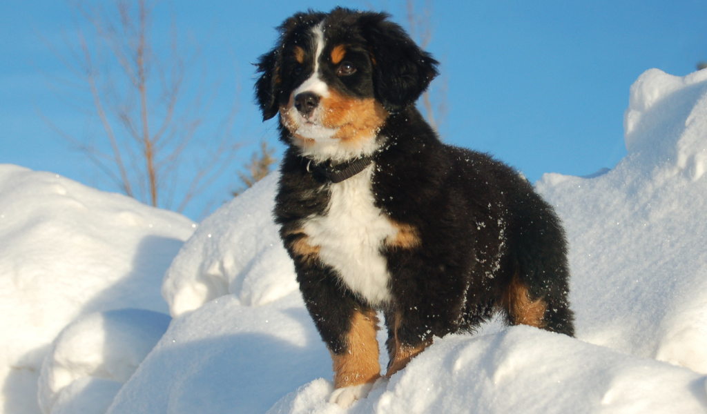 Щенок бернской пастушьей собаки смотрит вдаль