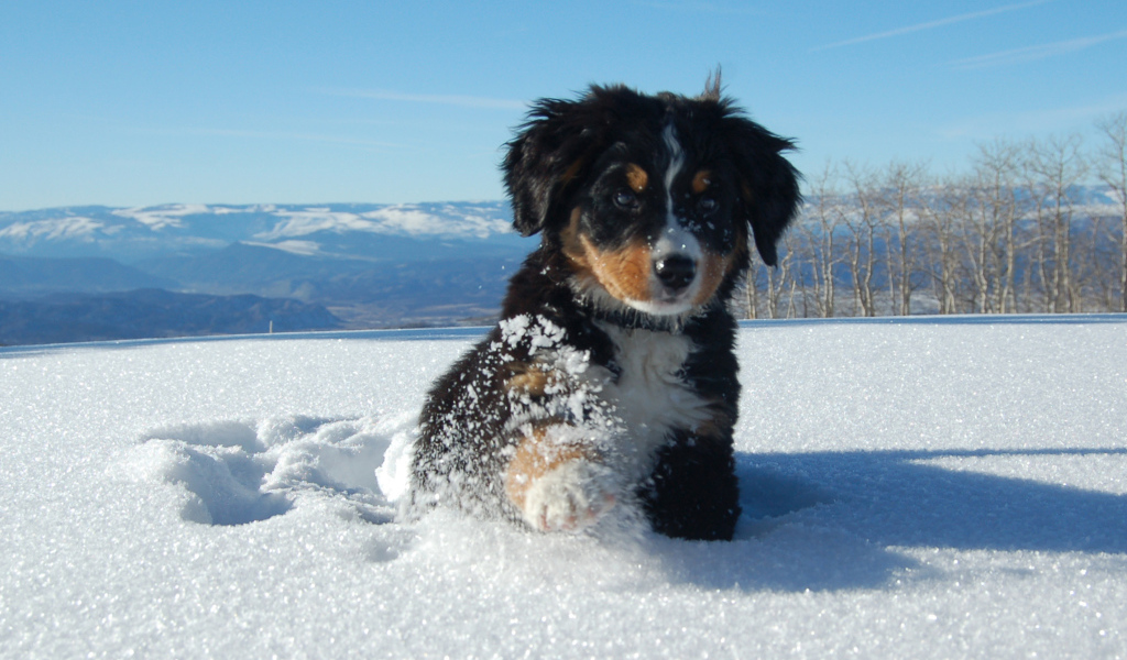 Щенок бернской пастушьей собаки в сугробе