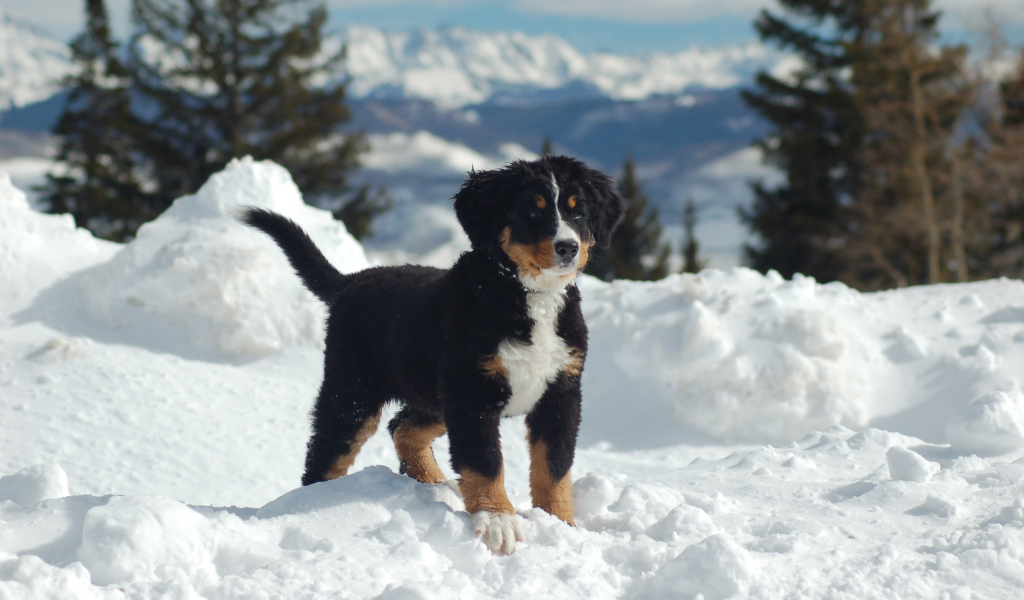 Щенок бернской пастушьей собаки на снегу