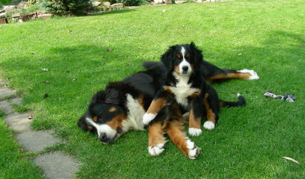 Щенок бернской пастушьей собаки с мамой