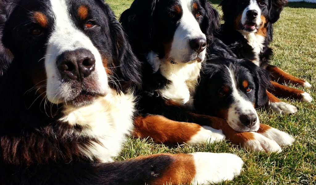 Бернские пастушьи собаки лежат на траве