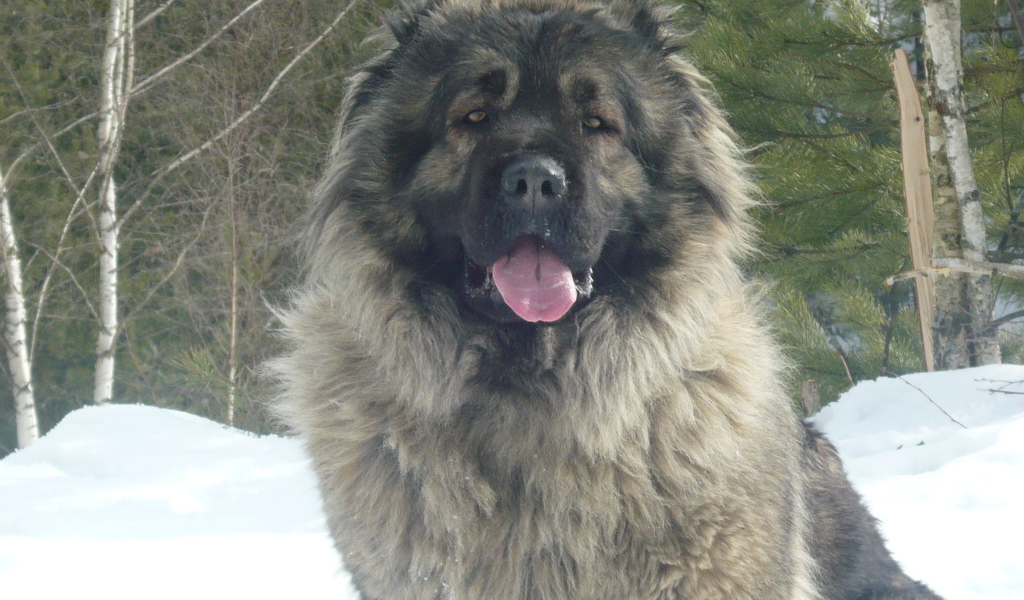 Большая Кавказская овчарка сидит на снегу