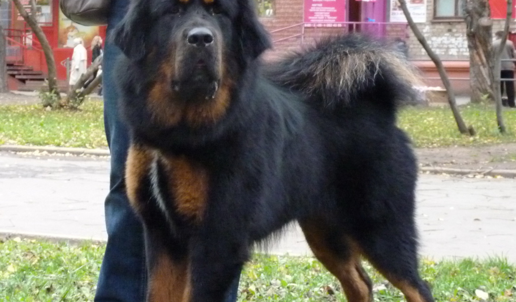 Большой черный Тибетский мастиф