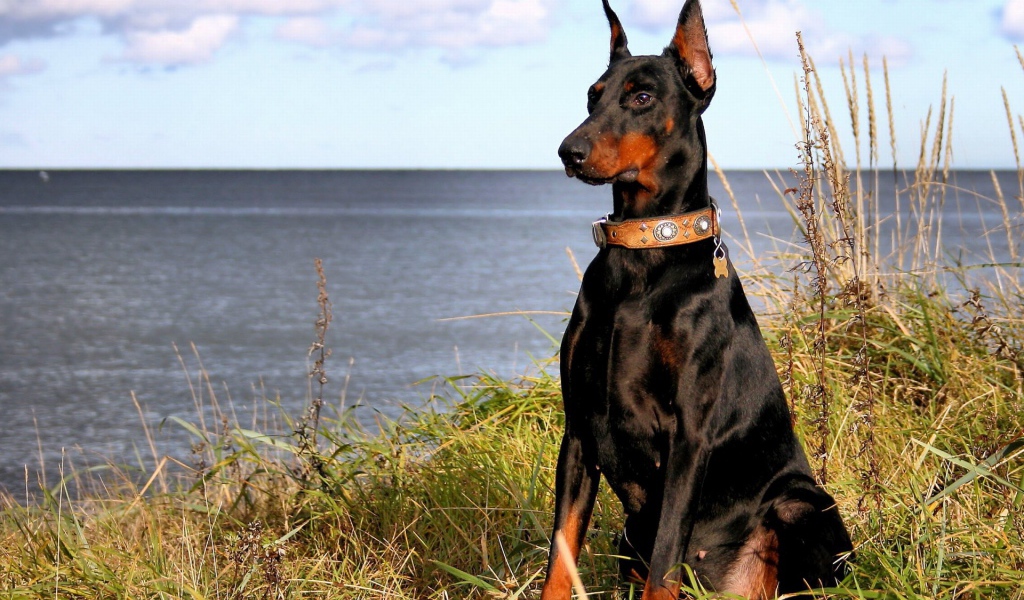Большой доберман у озера