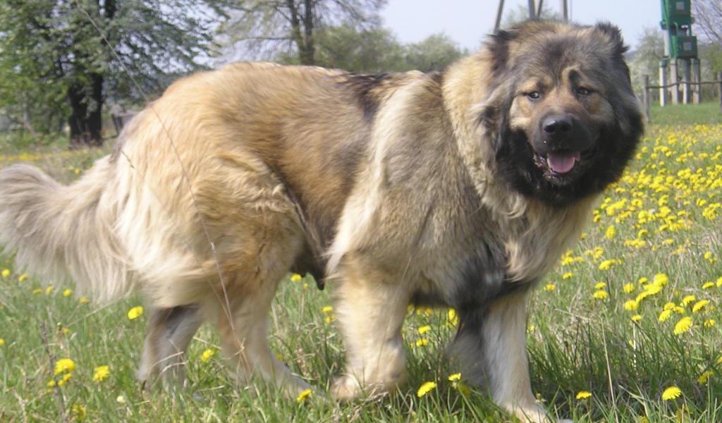 Большая Кавказская овчарка в поле