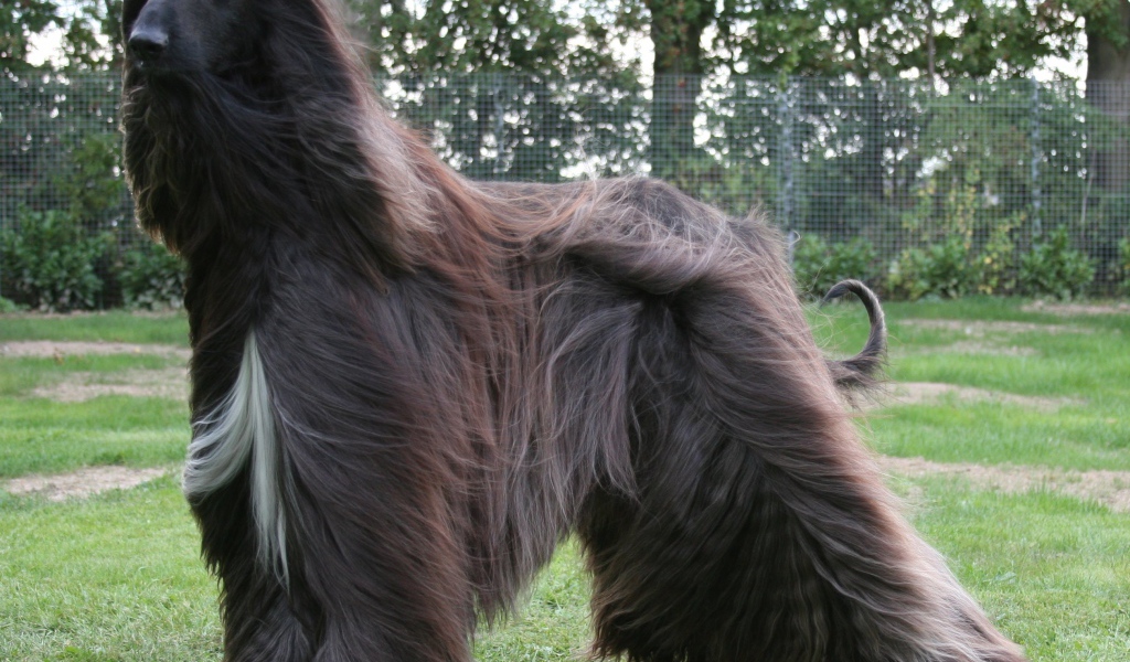 Чёрная афганская борзая на улице