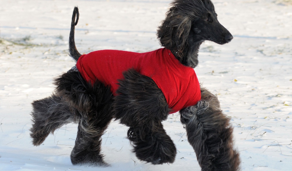 Чёрная афганская борзая бежит по снегу