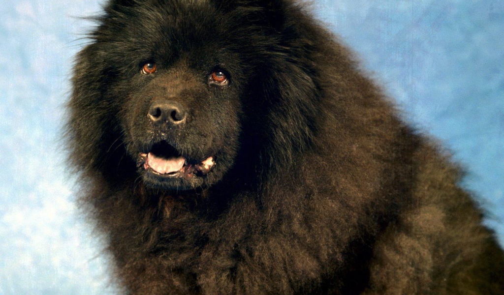 Черный чау-чау