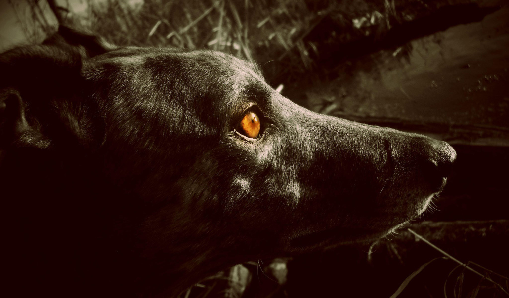 Черный Грейхаунд с оранжевыми глазами