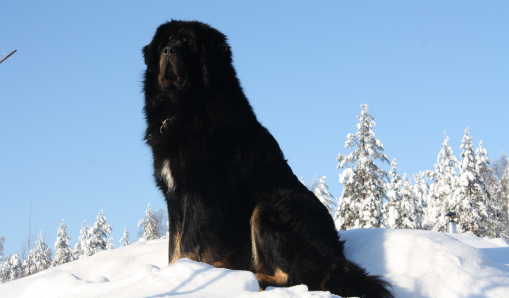 Черный Тибетский мастиф на горе