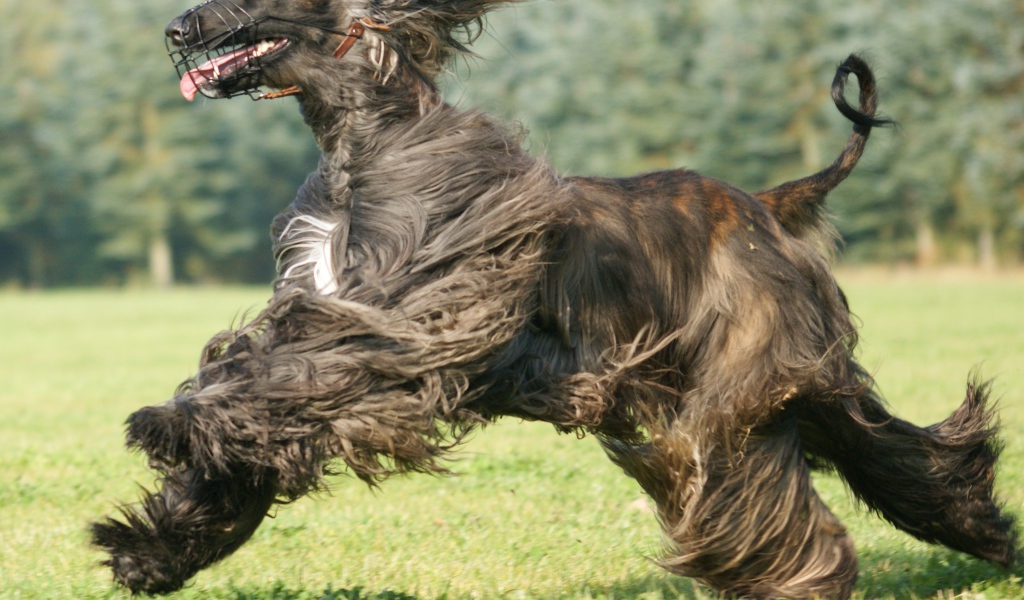 Black afghan hound while running