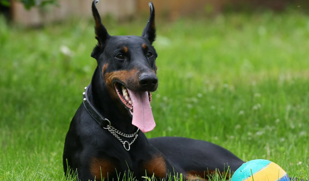 Черный доберман и мяч