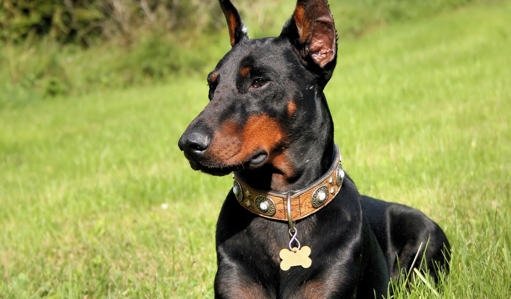 Черный доберман в лесу