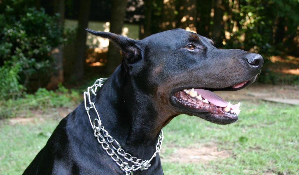 Черный доберман с металлической цепью