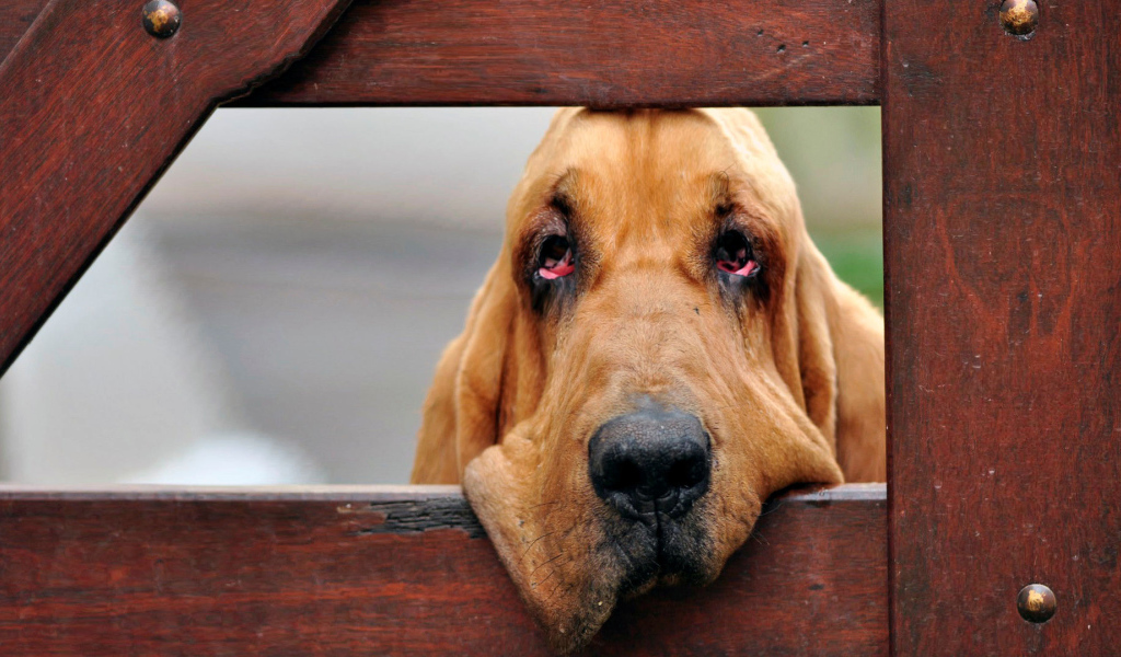 Бладхаунд загрустил