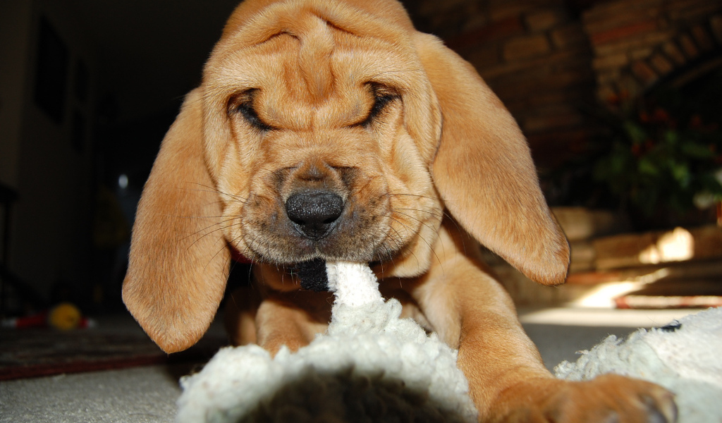 Щенок бладхаунда что-то грызёт