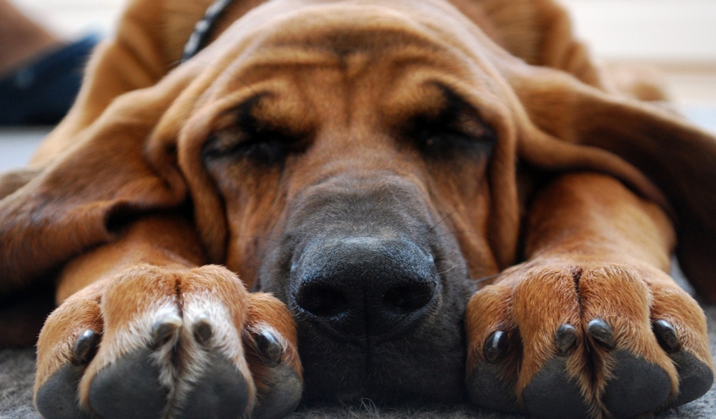 Бладхаунд смотрит десятый сон